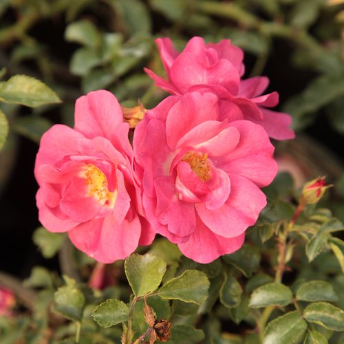 Rosa Noatraum - rosa - bodendecker rosen